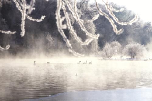 花样|【图说新疆】新疆伊犁河谷：雪中最美是雾凇