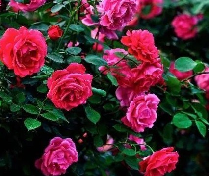 30年老花农,养月季详细方法记住“这几点”,不愁月季养不好