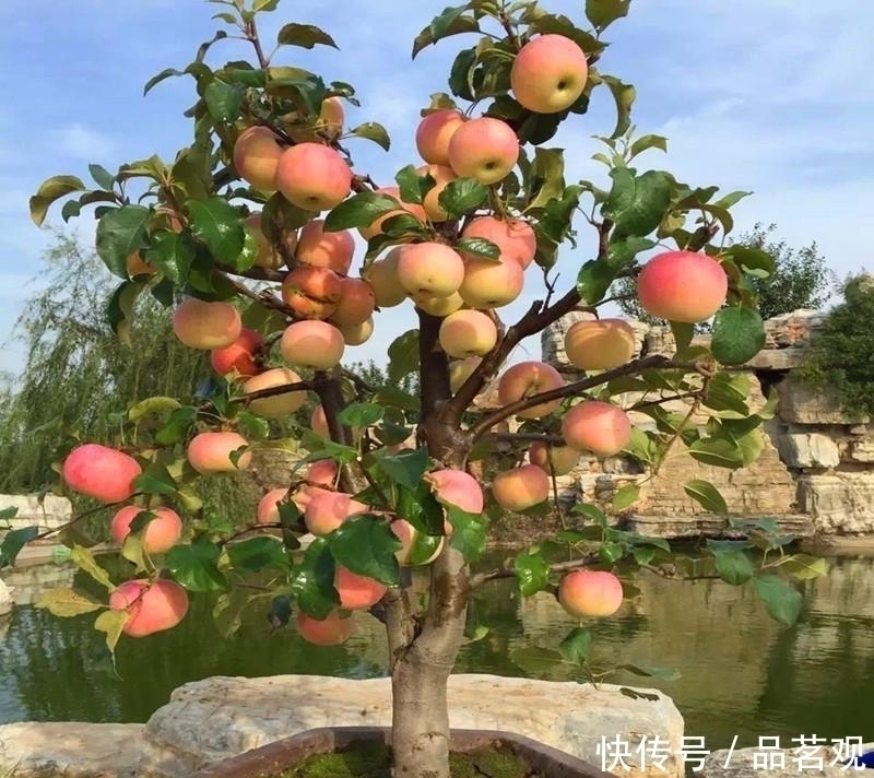 院子里不要乱种树,这6种树不仅能添福旺宅,还能招财纳福