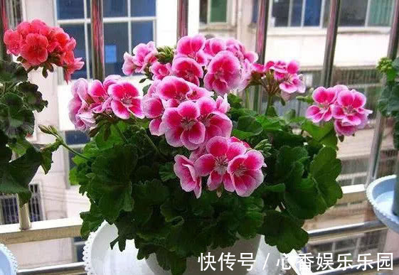 手把手教你做花肥，掌握关键几点，年年开花不断，比买的好10倍！