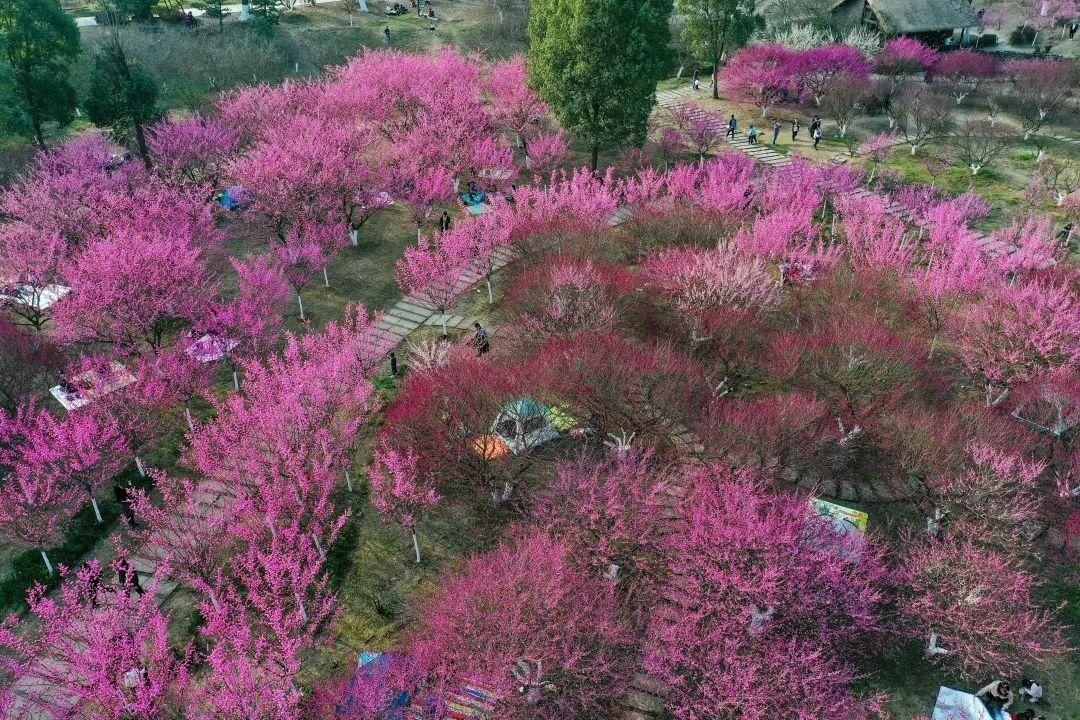 3月还未到，成都桃花已满山！