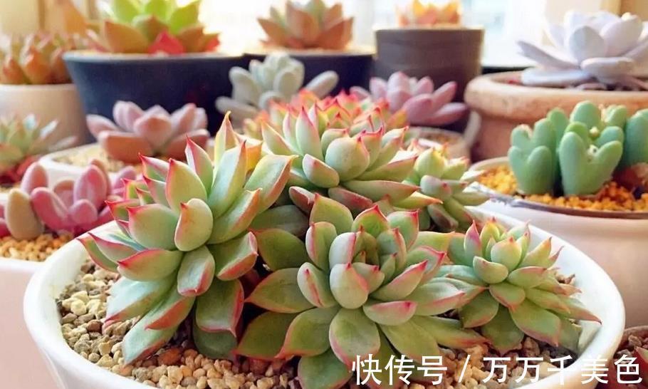 养护|室内阳台养多肉，有“2好2无奈”，一般人都会中招