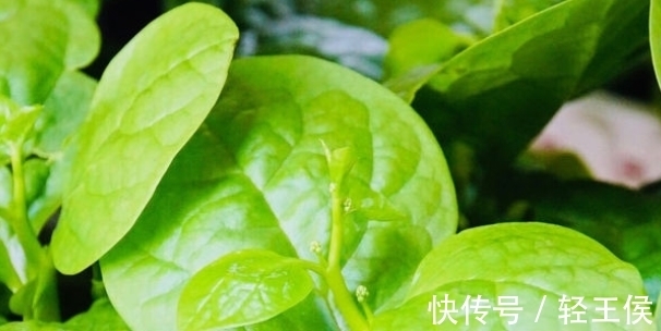 常吃|女性常吃“养血菜”，就是捡到宝，滋润五脏，养血清肝还抗癌！