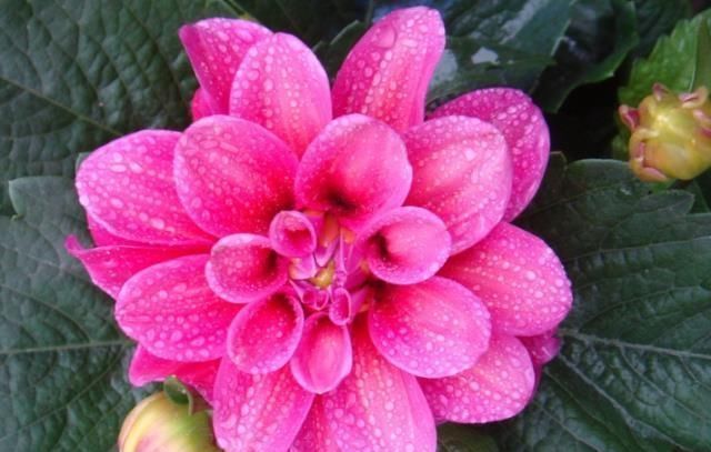 芍药|此花,人称“最美草花”,比牡丹好养,比芍药更美,花一开180天