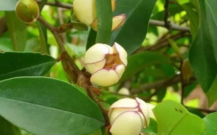 几种花是懒人的最爱,开起花来“拦”不住,美不胜收,你养了吗