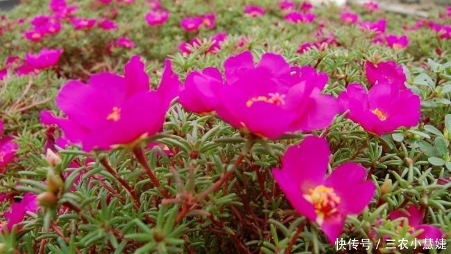 太阳花的种植技巧