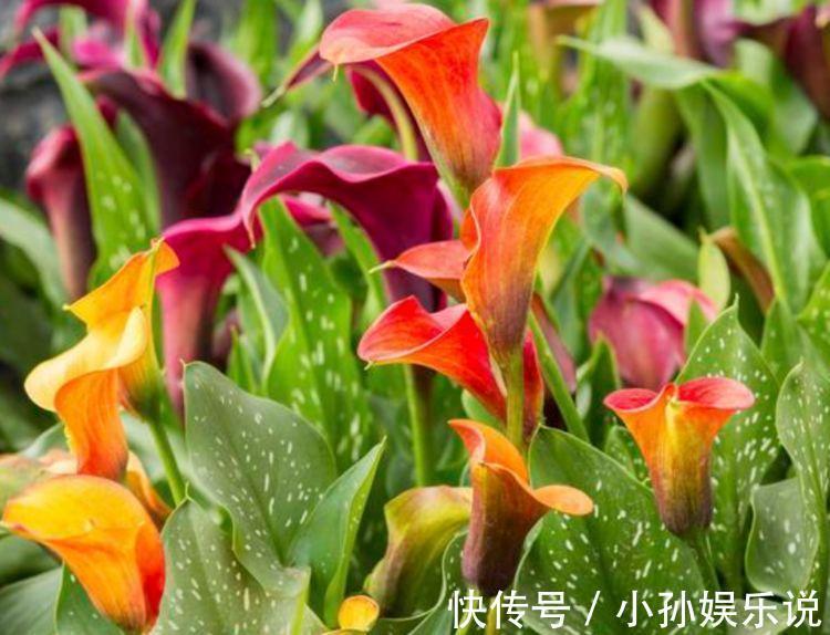 此款花卉便宜又好养，丢到阳台，四季有花开，美爆了