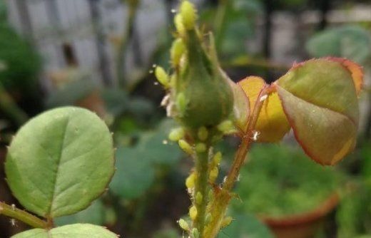 如果你是封闭阳台,不要碰“3种花”,这个环境根本养不好