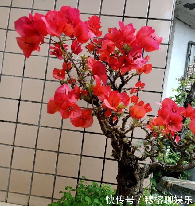 三角梅只长叶子不开花,赶紧剪一刀、虐一虐,花呼呼全开!
