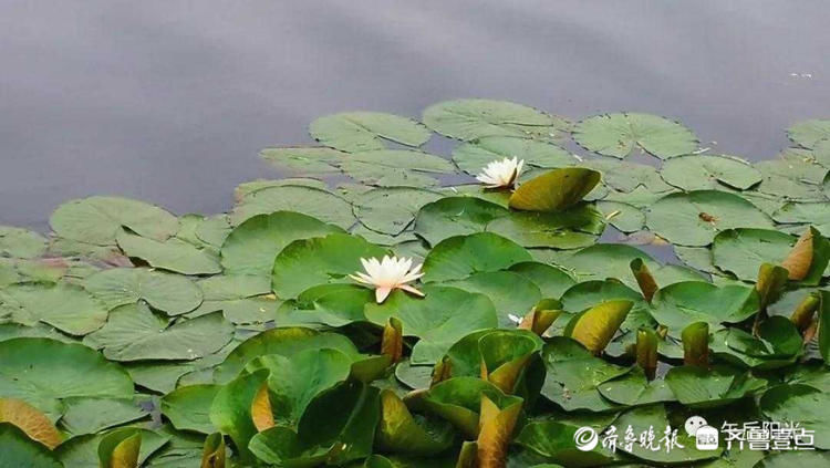 出水芙蓉！日照五莲睡莲花开惹人醉，夏花绚烂从此开启|花开齐鲁| 出水芙蓉