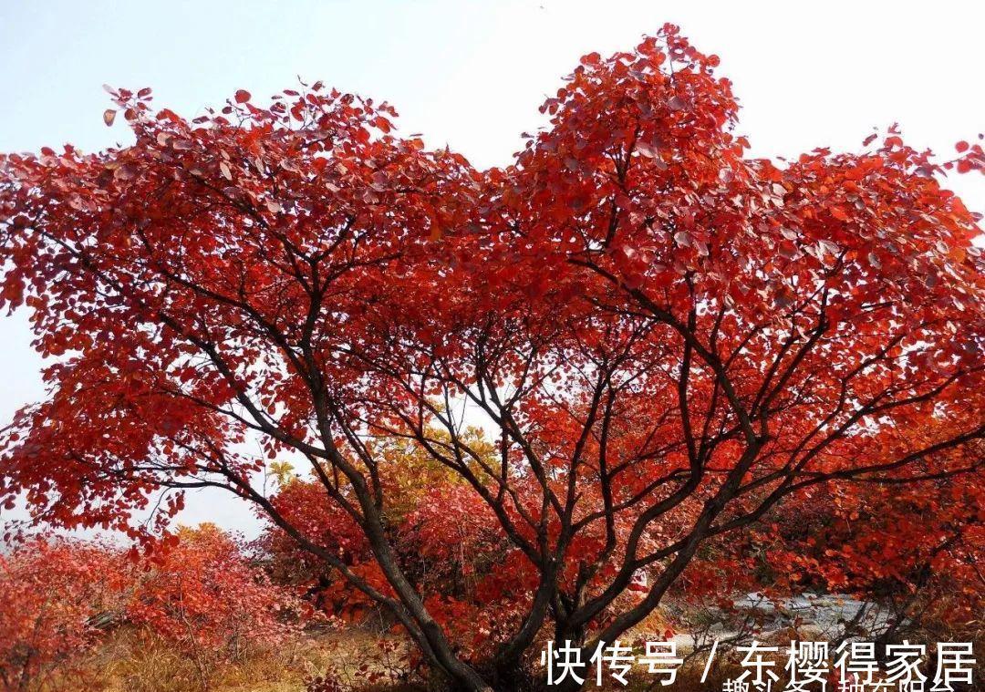 阳台上|从繁殖到造型，在开启三角枫盆景制作过程中感受缤纷世界！