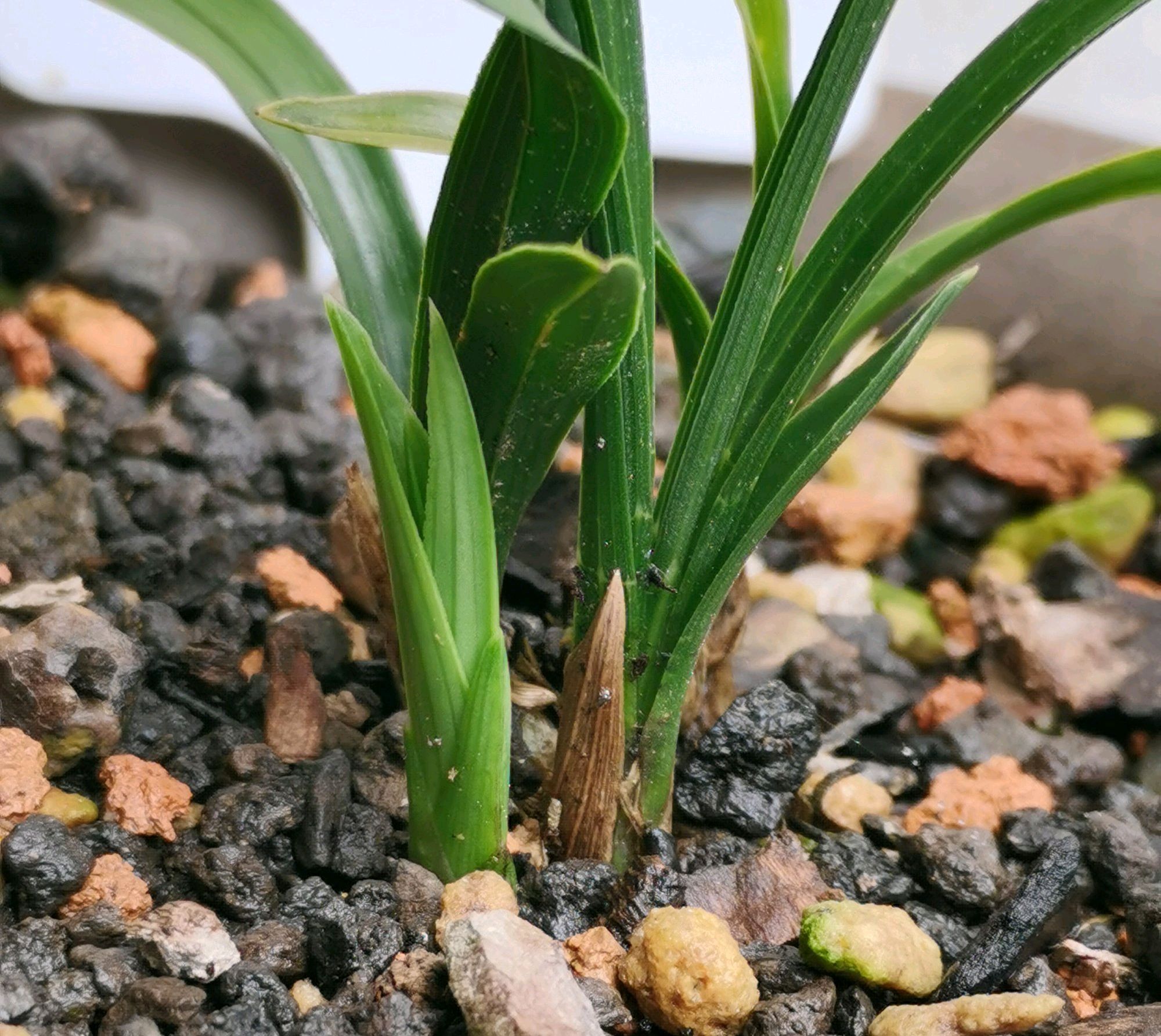 兰花在夏季腐苗烂根了怎么办按照4点做,兰花快速服盆长新芽