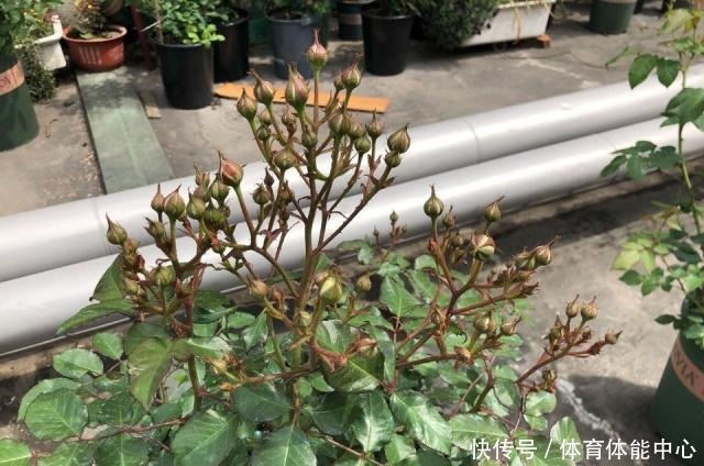 月季藏有“小开关”,长出“这种”枝条别乱剪,养2周花朵爆盆!