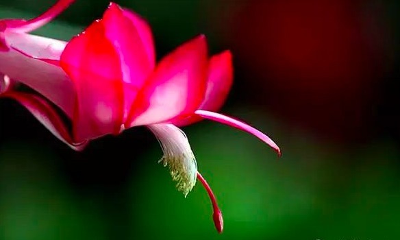 新手养蟹爪兰,别只会浇水,适当来点“它”,根壮叶绿红艳艳