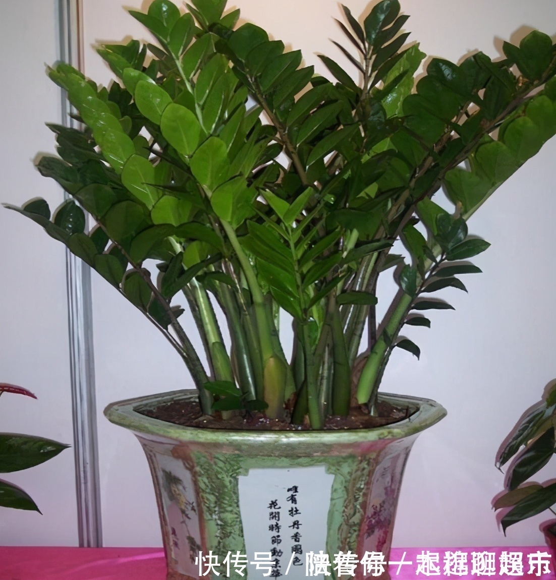 叶片|家中养一盆,有“灵气”的植物,油绿旺盛,招财旺家,平安,康健