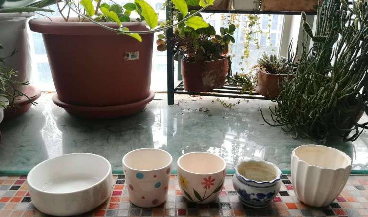 养殖|想给多肉提升颜值？挑选花盆注意这3细节，盆栽美美哒