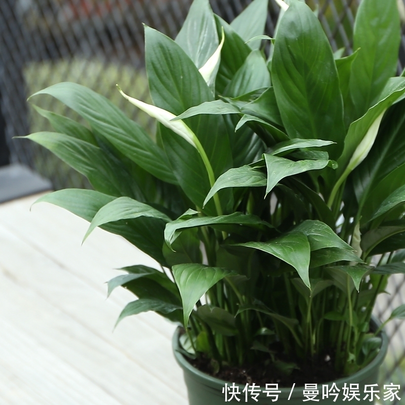 橡皮树|杭州发现一户人家阳台,太惊艳了,像御花园一样美,拍给大家晒晒