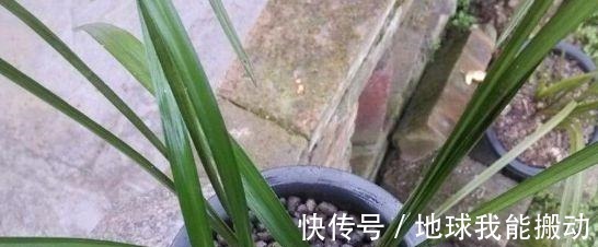 发酵|养花时,盆底铺上30粒“它”,比鸡蛋清、骨渣都管用,养啥爆啥!