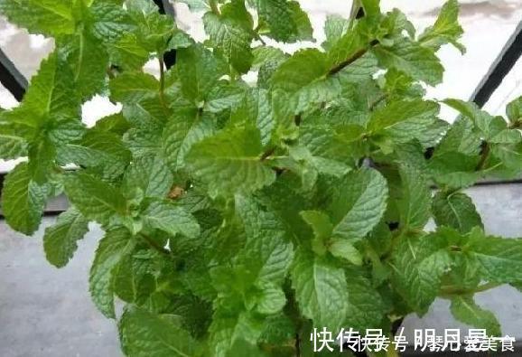 喜欢盆栽这3款植物就赚大了，既能观赏又能治病，堪称天然药箱