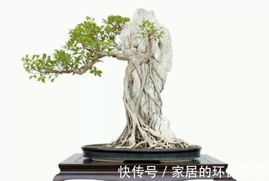 漂亮|漂亮的附石盆景，令人爱不忍释