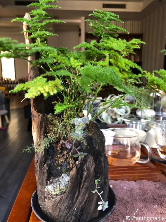 盆景家里养盆松，代代出富翁，镇宅守家福气旺