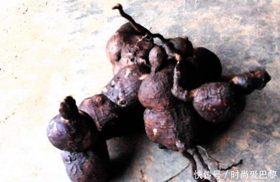 城里人|此野草被称为“抗癌野草”,在农村没人要,城里人却吃不到!