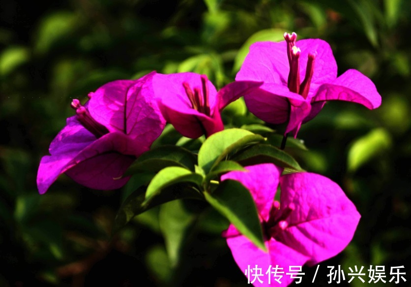 家中养殖的三角梅开花了吗用点“催化水”很是管用，不久可开花