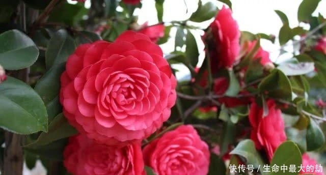 绿萝|厉害了!这12个养花技巧超级实用,新手花友别错过哦!