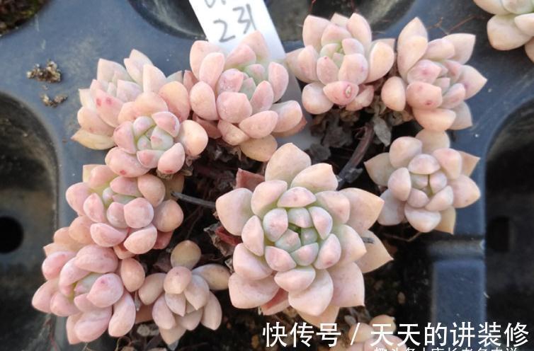 多肉|多肉防徒长的最佳方法只有一个——按部就班地养,它们才不会徒长