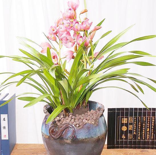 最香的兰花品种,花大色艳花香浓,花期长花量大,出架真漂亮