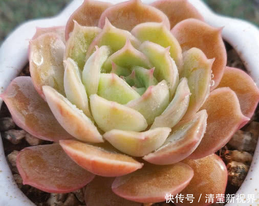 小清新|多肉昂斯诺怎么养教你3个小妙招,养出果冻色小清新的昂斯诺