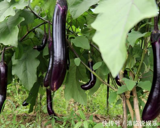 下饭|原来茄子还能这么吃,开胃又下饭,吃一次就戒不掉,家人都吃美了