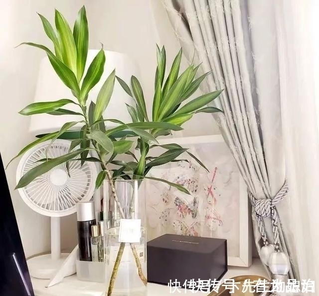 一种“吉祥竹”,清新典雅寓意好,家里养几盆,镇宅化煞保平安