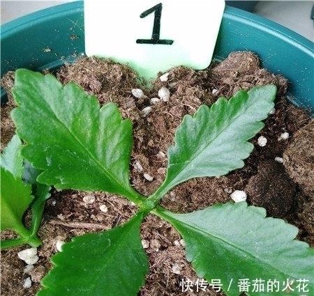 只用一招，长寿花长得又矮又茂盛，开花刹不住