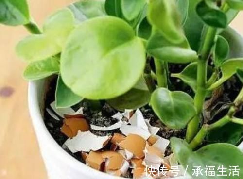 花卉|家庭的这2种“食物壳”,砸碎之后,撒在花盆里,养啥花都能旺!