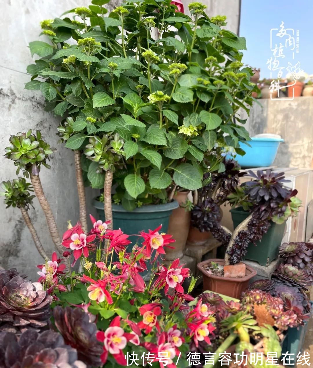 最美四月天,去杨姐的屋顶花园,赴一场花约!