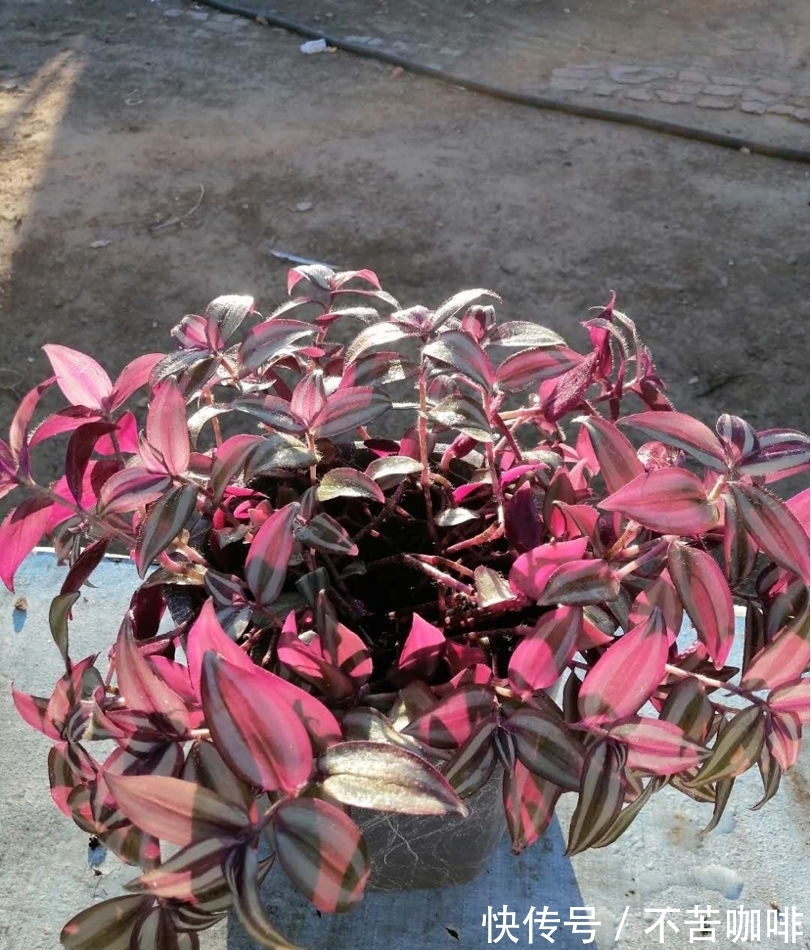 4种“省钱植物”,实在太贴心,掐个枝条插土里就能活