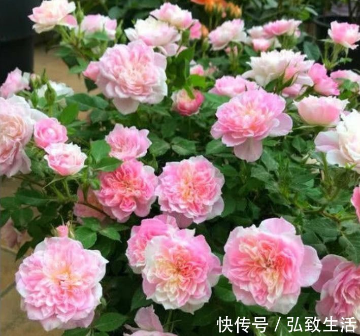 4款艳美的花卉,花大色艳花期长,看了就让人沉醉,年年开花不断