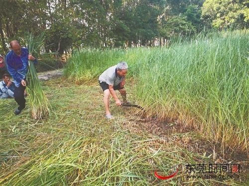 老人们|致富思源！厚街100多名小学生凤山公园体验收割莞草