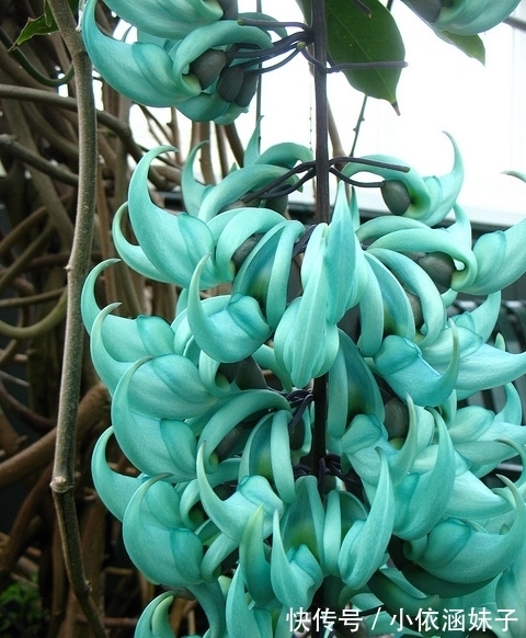 长相|盘点10种长相怪异的植物,你都见过几种?