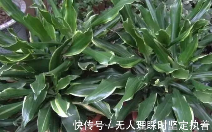 你知道吗这五种植物只要种在房间里，身体便会越来越好哦！