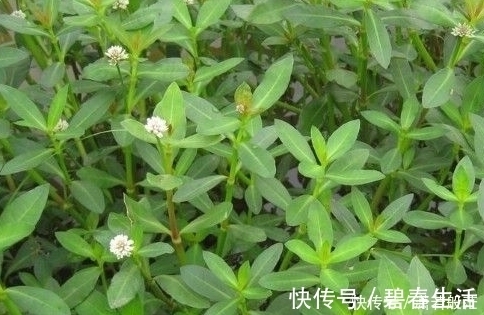水塘|生长在水塘里的它，是儿时的美味，现在才知它是姑娘们瘦身法宝！