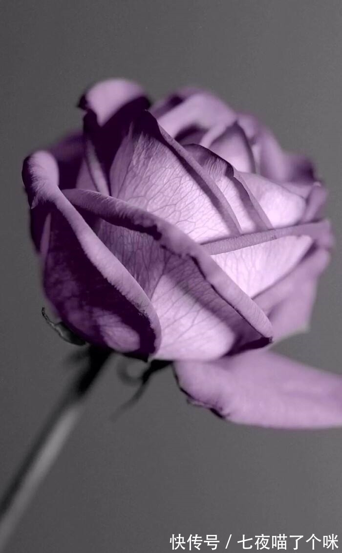 发家致富|这3大生肖拥有最强大脑,一定能发家致富!