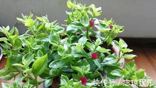 牡丹吊兰|忘了绿萝、吊兰吧,换上3种花,好看又好养,是家庭盆栽佳品