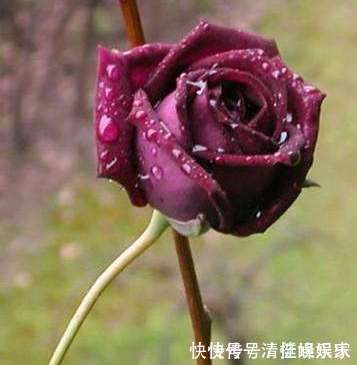 路易十四|玫瑰花,最美的“4种”,随便养一盆,比香水好闻,比牡丹更好看