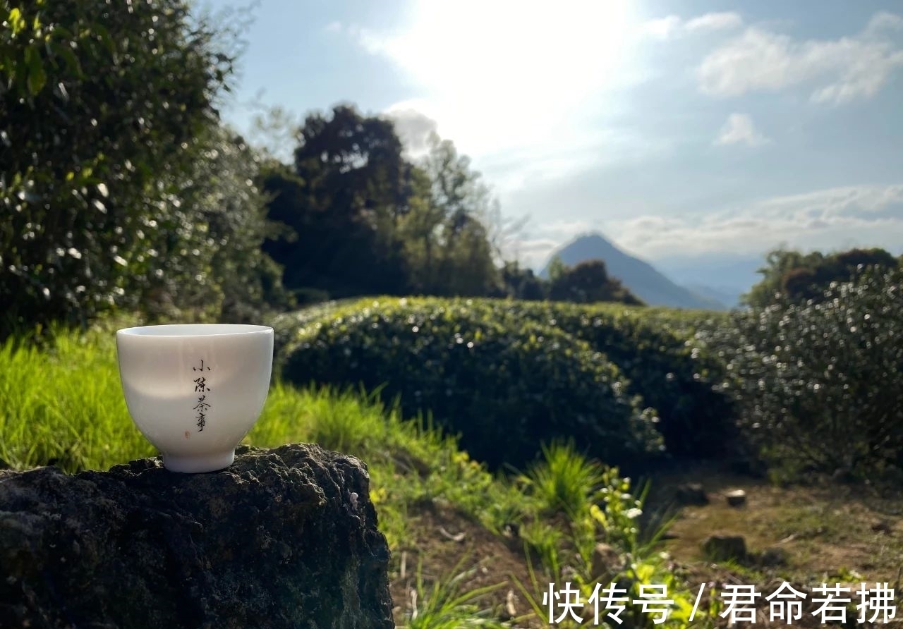 涨知识&新白茶为什么会有青味?这是好是坏,看完涨知识了