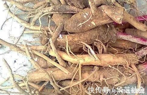 野草|农村这野草,过去拿来喂猪,却不知根部这般珍贵,人称“土人参”
