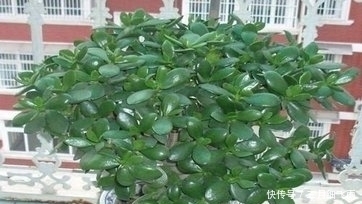 芦荟|这四种花，特别适合新手养殖，越不浇水越爆盆，找一款适合你的吧