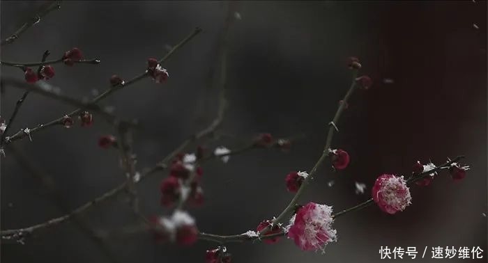 暗香疏影，踏雪寻梅