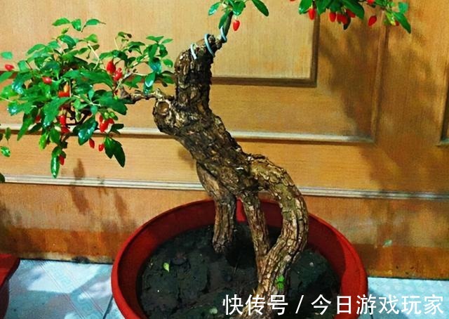 养花草不如养枸杞，平时当盆景观赏，结了果子还能食用！